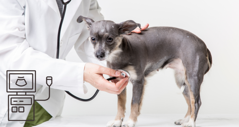 what does a dog ultrasound cost