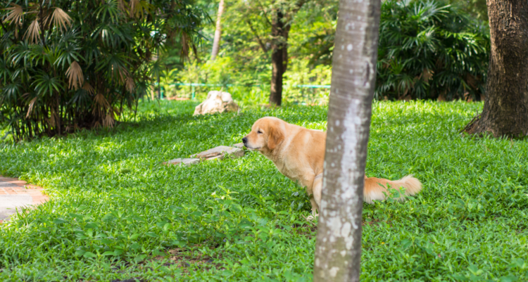 How to Clean Up Dog Diarrhea? Carpet/Floor - Full Guide - Barkmind