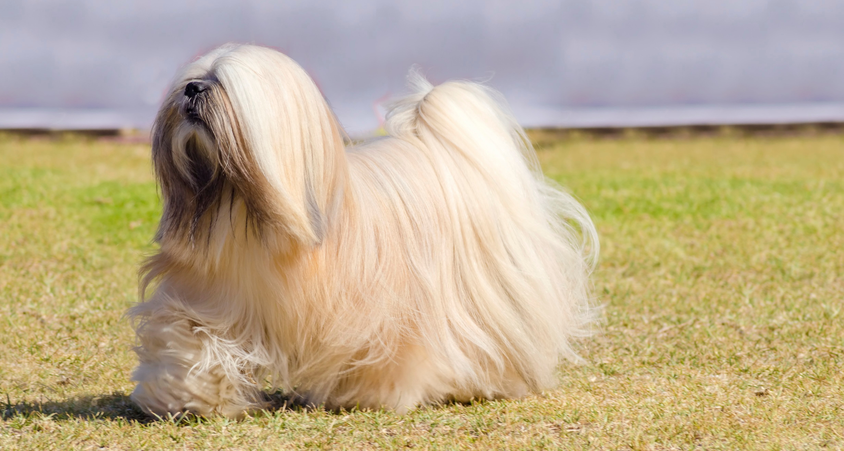 6 Dogs That Look Like Chewbacca
