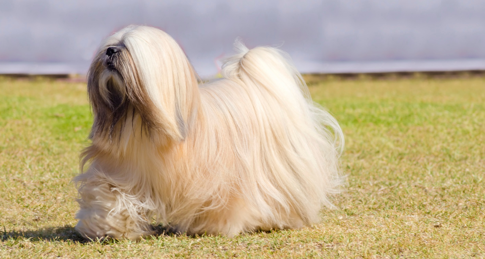 Lhasa Apso looks like Chewbacca