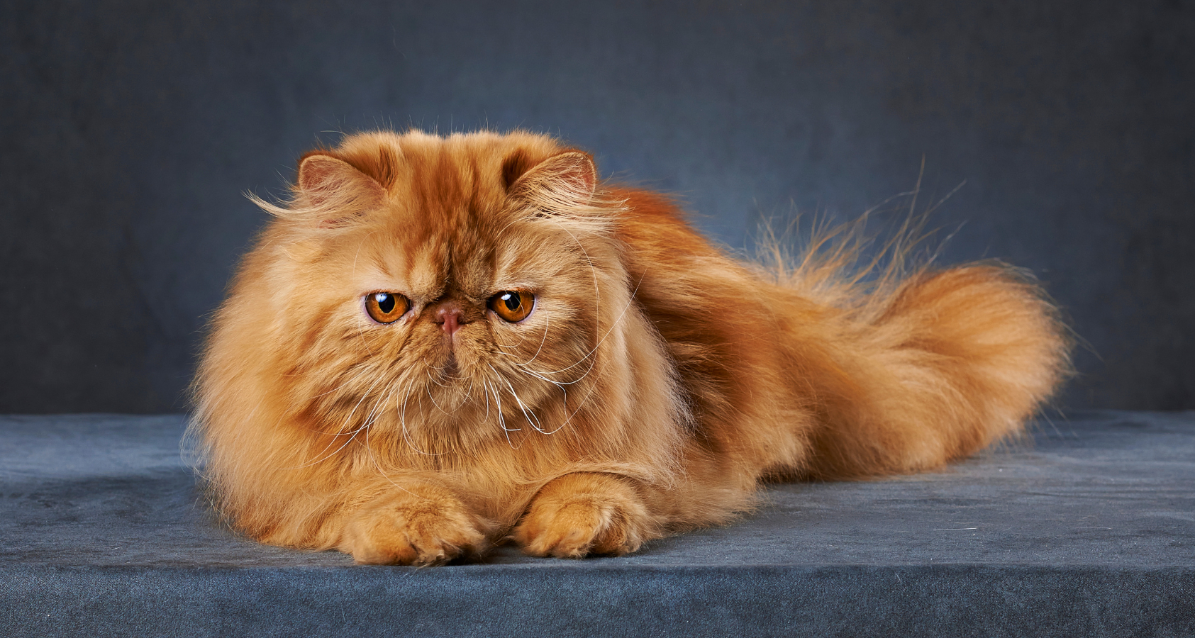 9 Fluffy Orange Cat Breeds (Pictures) You’ll Fall in Love!