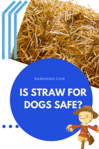 Straw For Dogs, Good Or Bad?