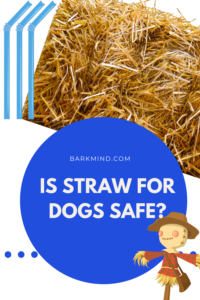 is straw bad for dogs