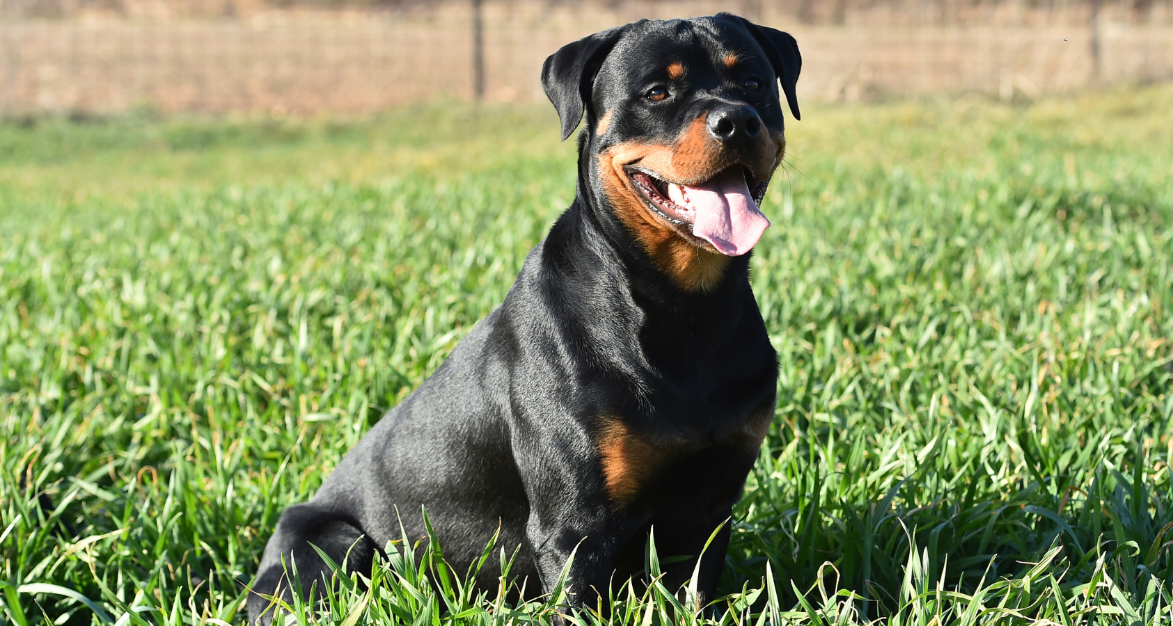 Why Do Rottweilers Growl? (At Me)