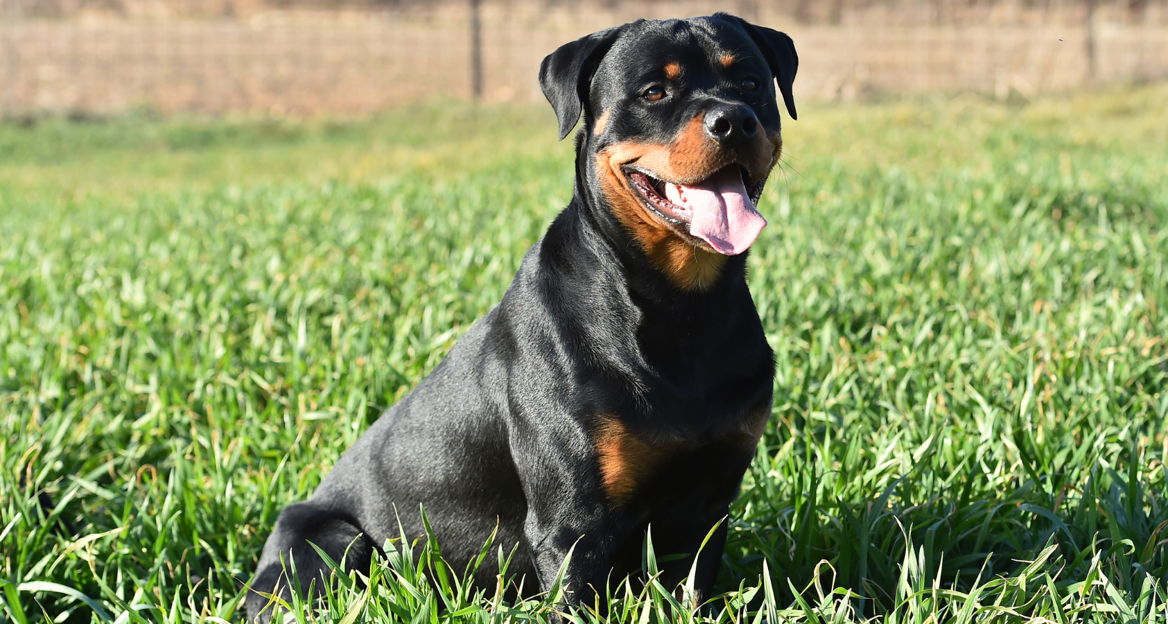 why do rottweilers growl