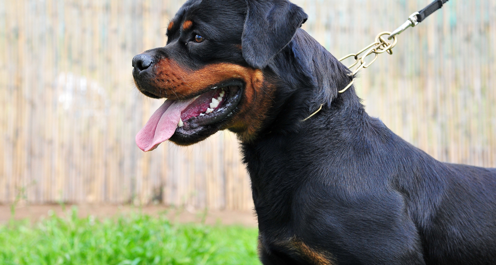 Why Do Rottweilers Growl? (At Me) - Barkmind
