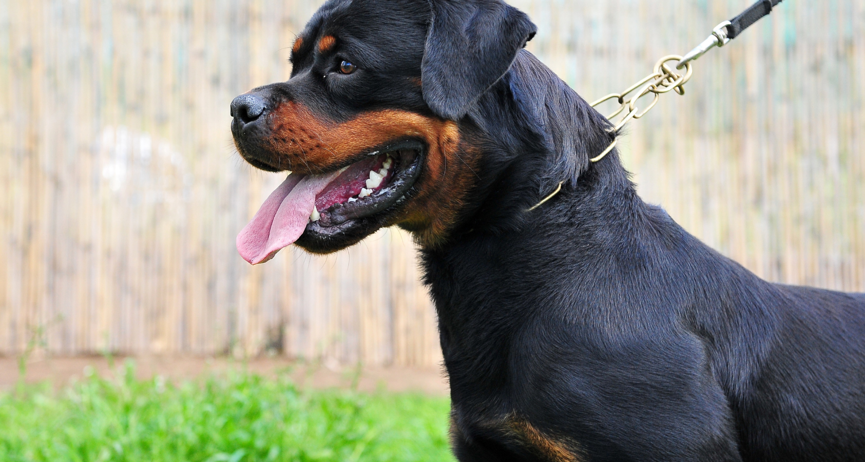 why do rottweilers growl