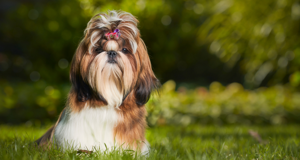 Shih Tzu looks like Chewbacca