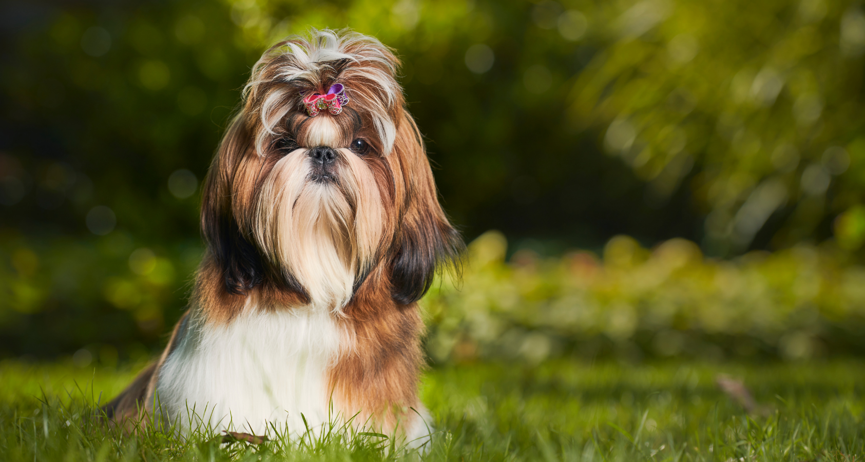 6 Dogs That Look Like Chewbacca