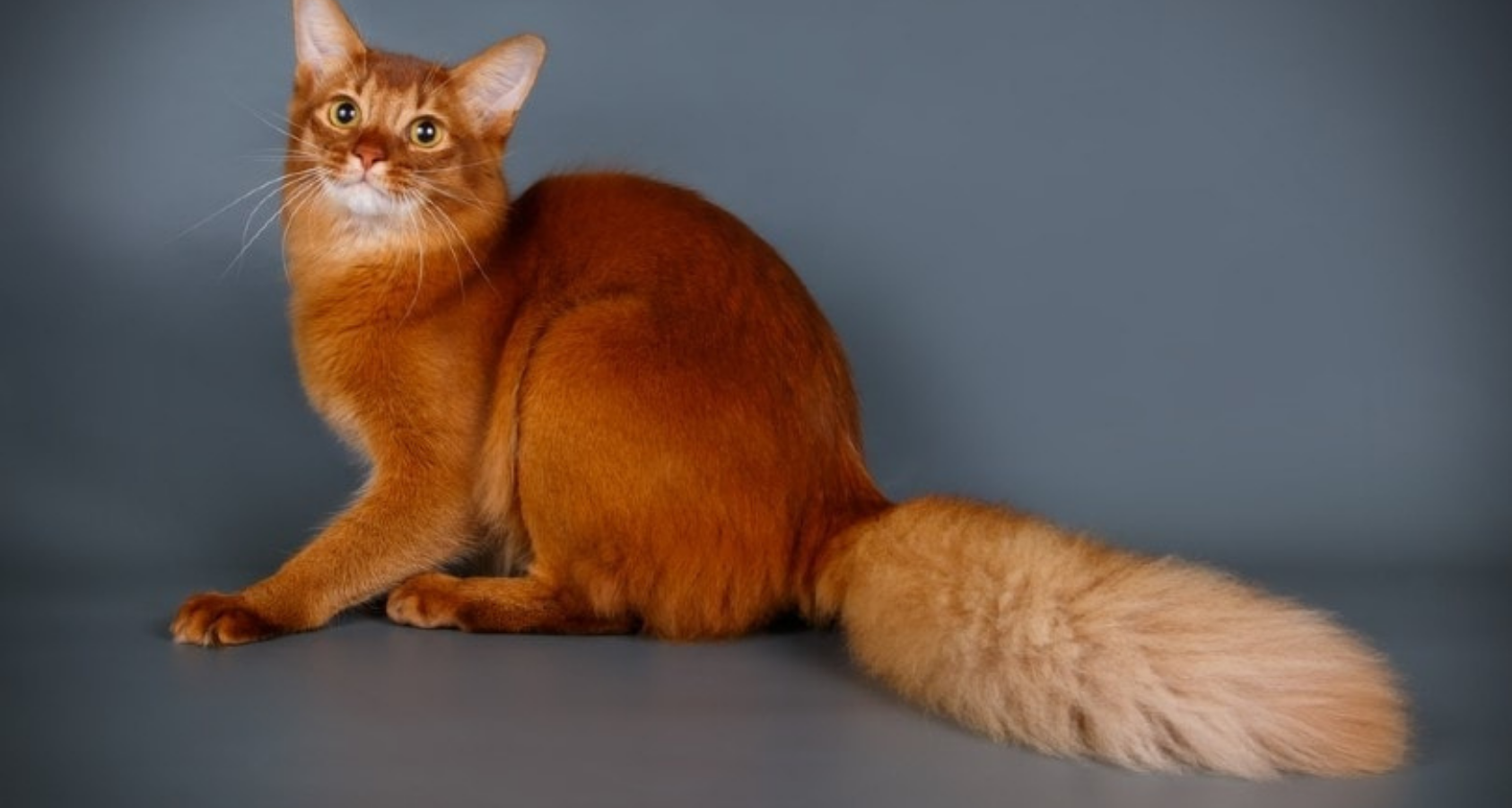 9 Fluffy Orange Cat Breeds You’ll Fall in Love With!