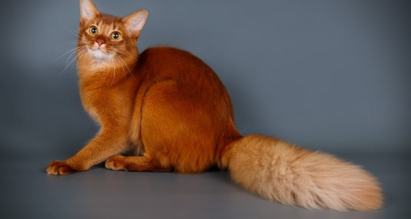 9 Fluffy Orange Cat Breeds (Pictures) You’ll Fall in Love!