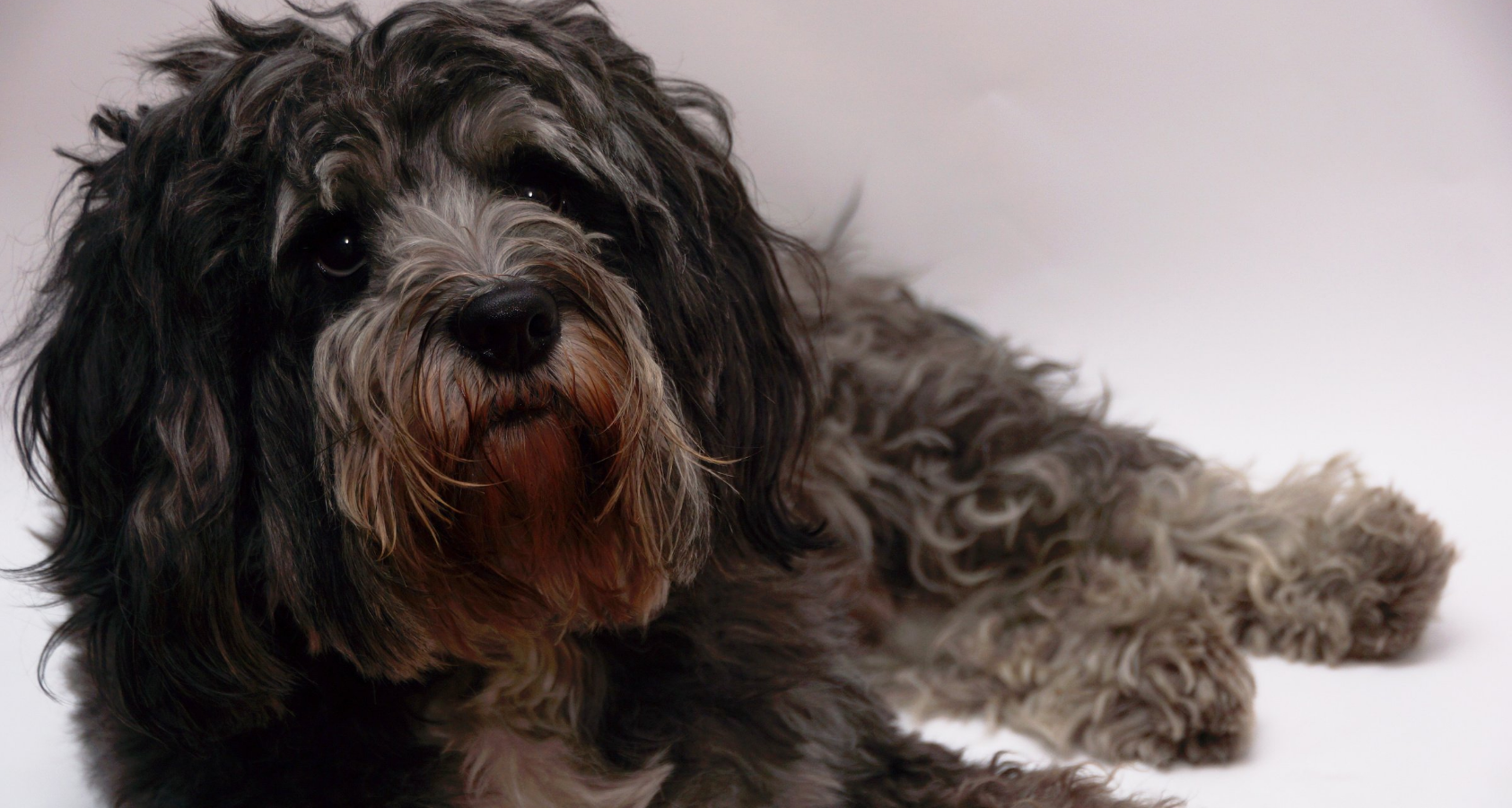 Tibetan Terrier looks like Chewbacca