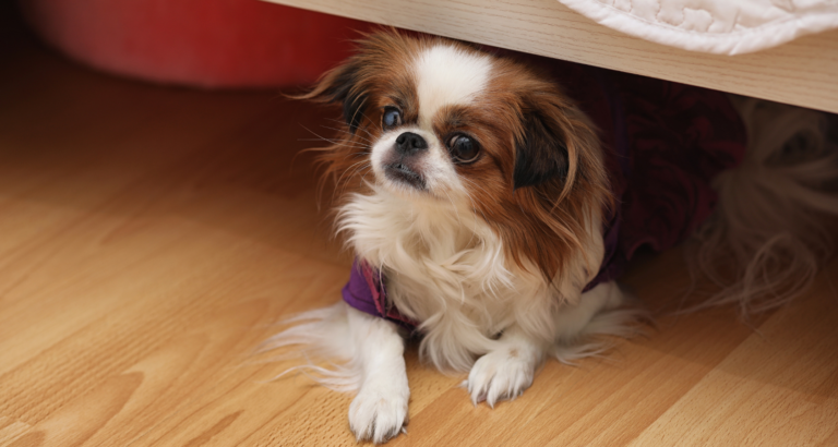 Why Do Chihuahuas Burrow? | Sleep Under Covers