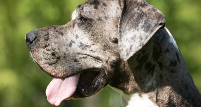 Why Do Great Danes Lean? (On Me)