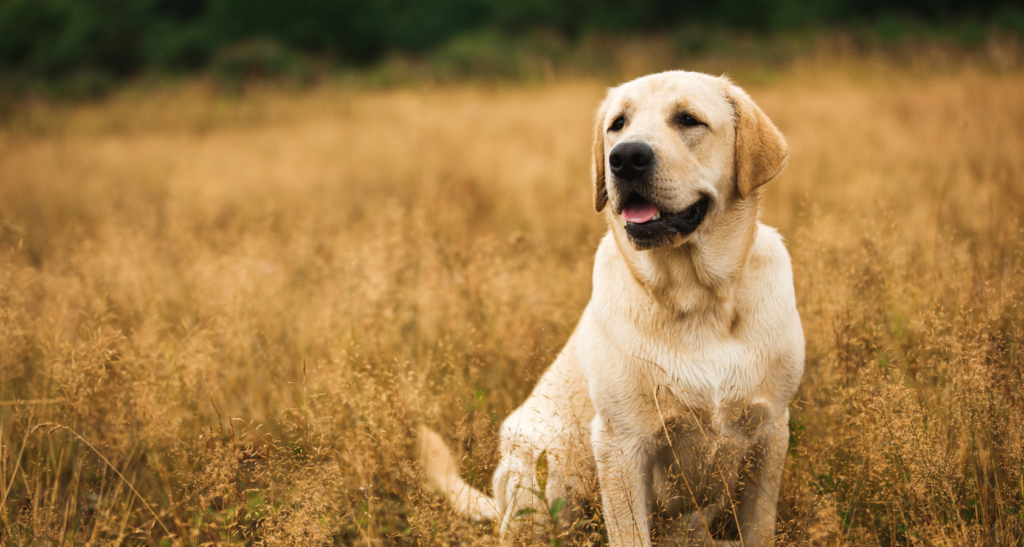 when-can-a-dog-get-pregnant-what-age-is-best-barkmind