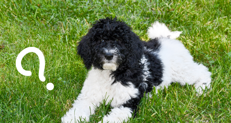 Can Goldendoodles Be Black and White? – Top 13 Facts About This Breed