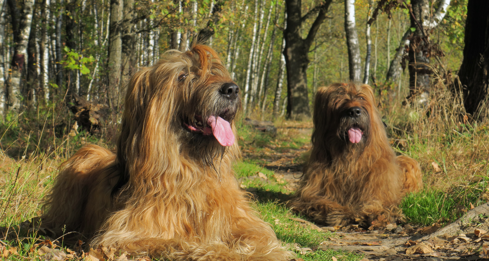 Briard dogs looks like Chewbacca