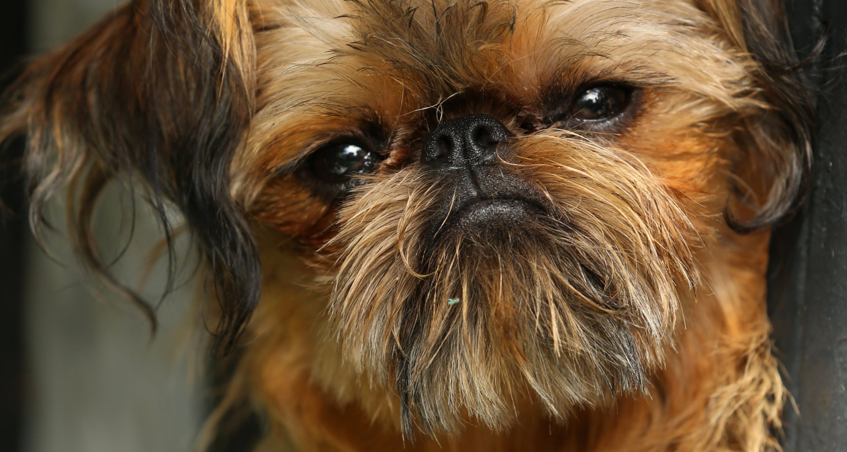 Brussles Griffon looks like Chewbacca