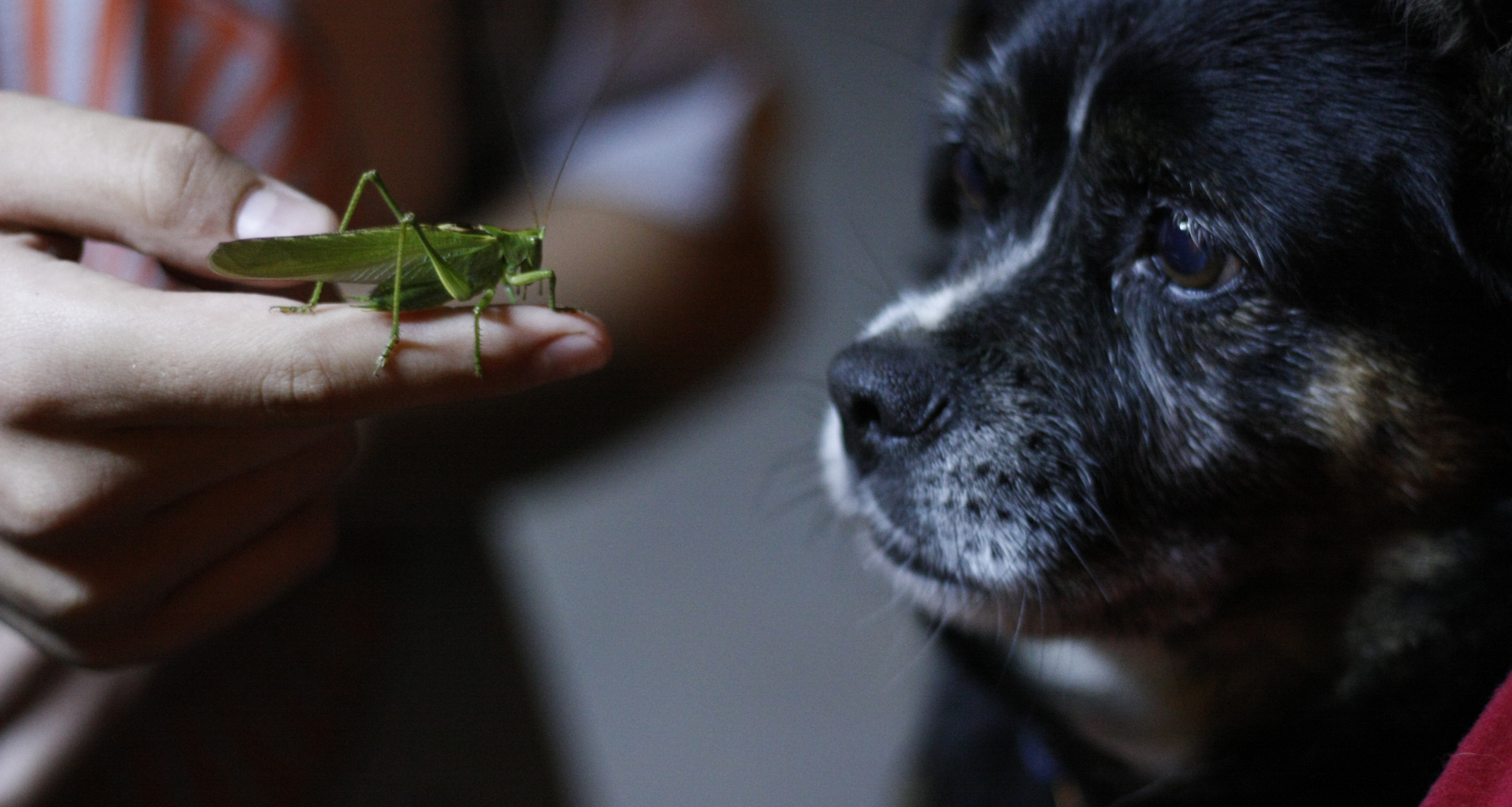 Can Dogs Eat Grasshoppers? Are They Safe? 