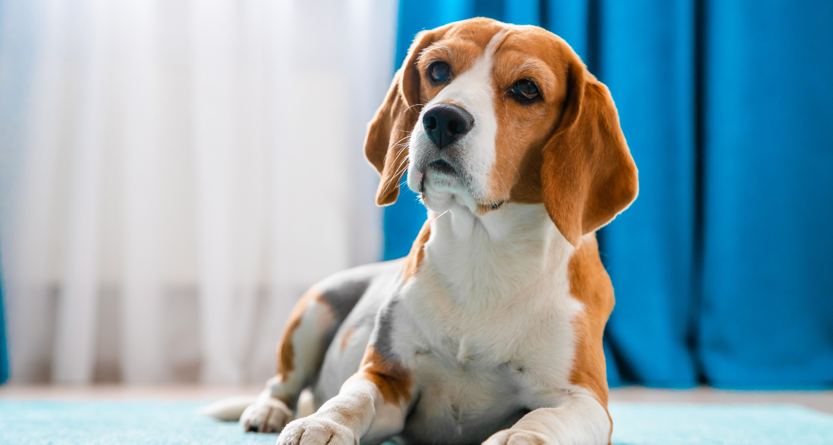 How to Clean Up Dog Diarrhea? Carpet/Floor - Full Guide 