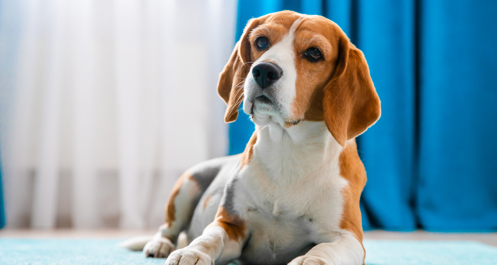 what is the best way to clean dog diarrhea