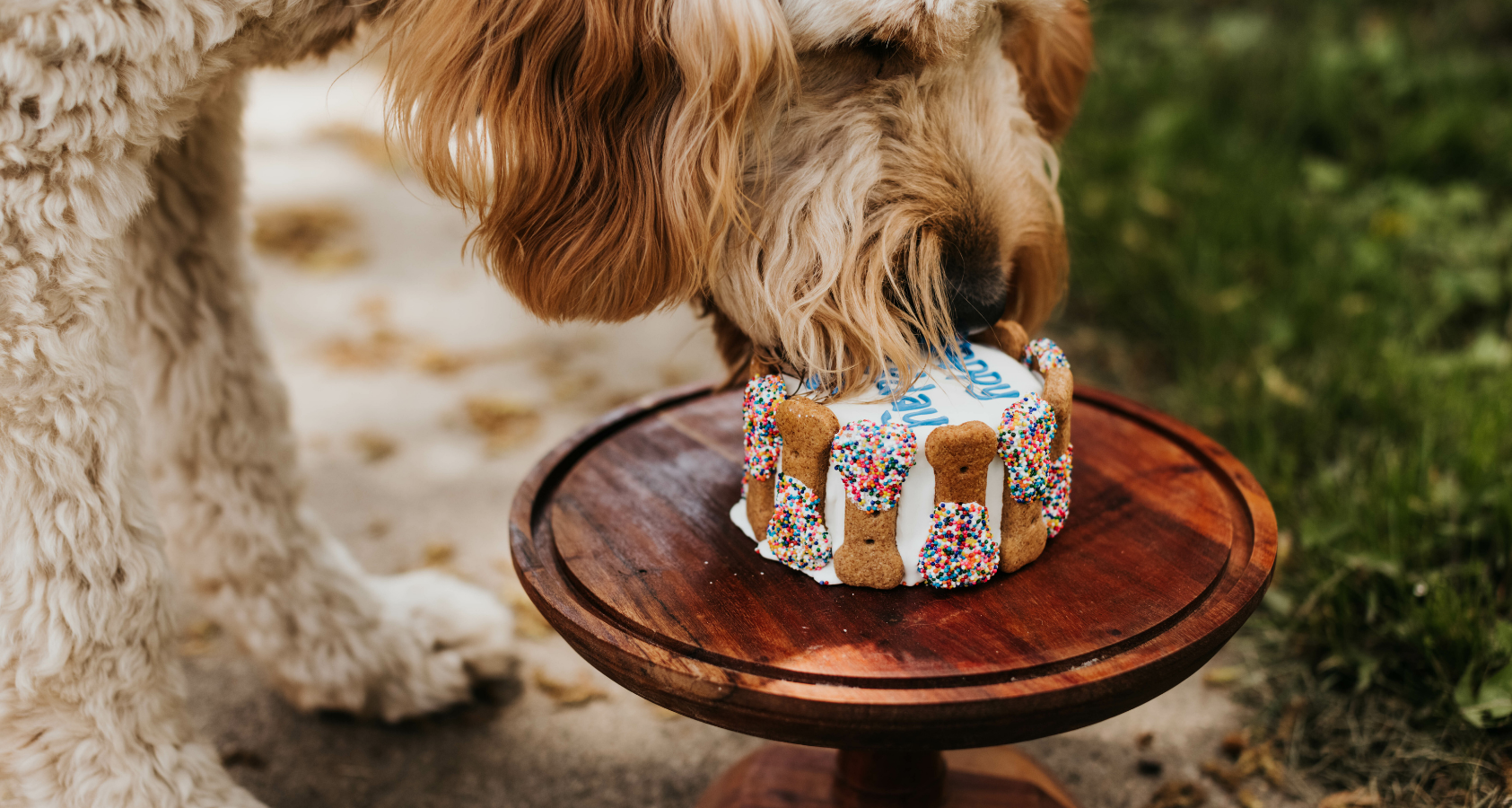 Can Dogs Eat Sprinkles? This You Need to Know!