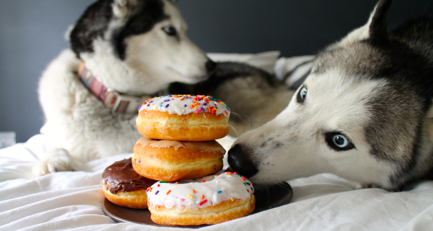 are sprinkles safe for dogs