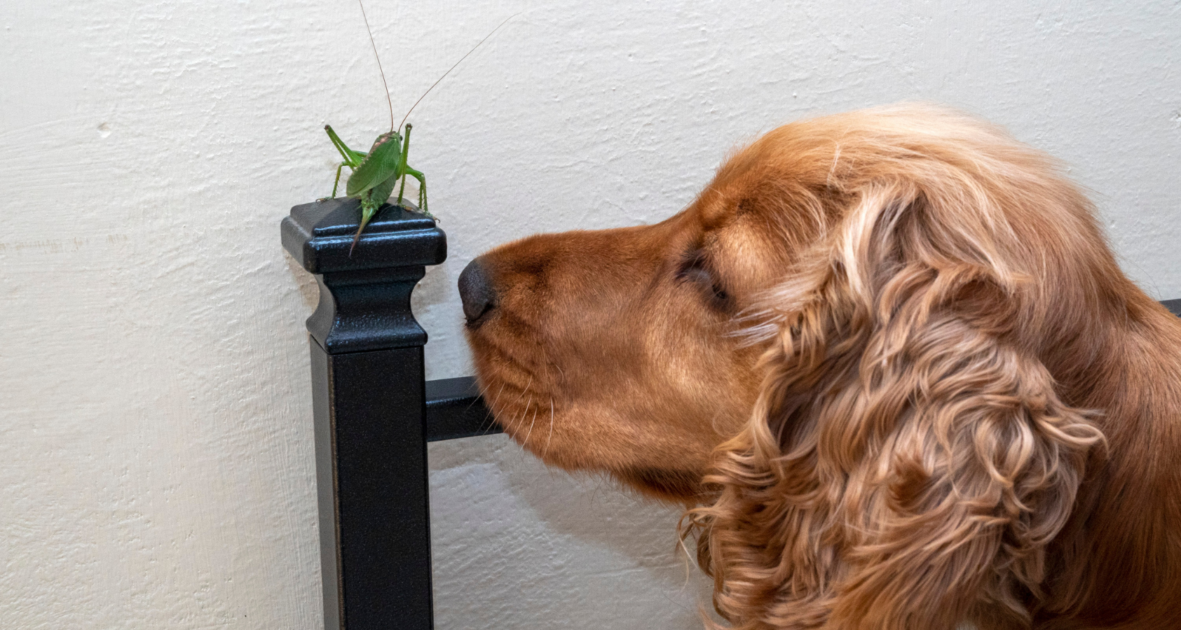 Can Dogs Eat Grasshoppers? Are They Safe? 