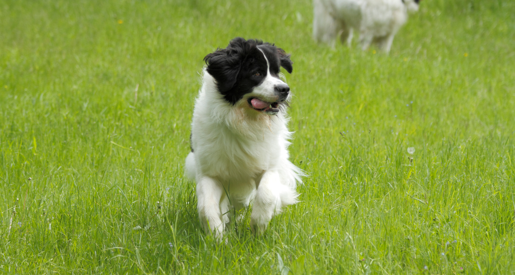 Least Effective Method to Retrieve a Dog That Has Got Off-Leash!