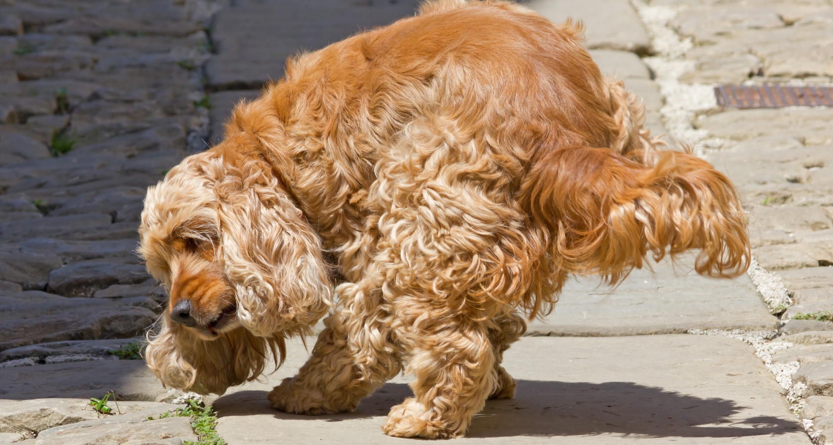 Can Dogs Eat Grasshoppers? Are They Safe? 