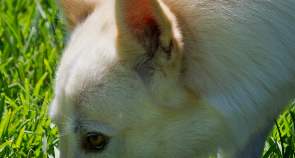 Can Dogs Eat Are They Safe? Barkmind