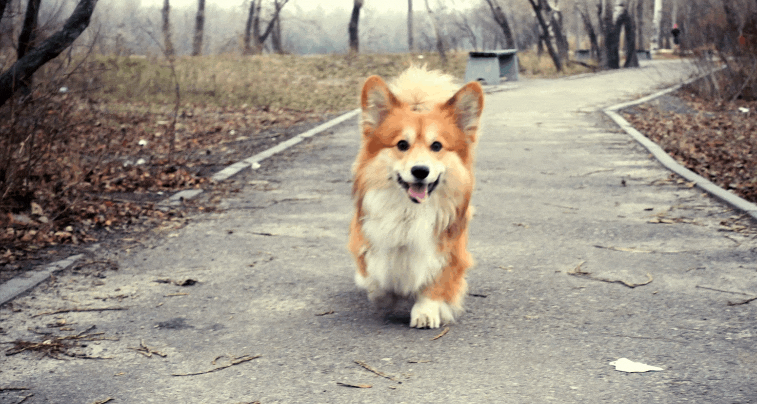 How To Groom Your Fluffy Corgi At Home? - 6 Things You Should Know