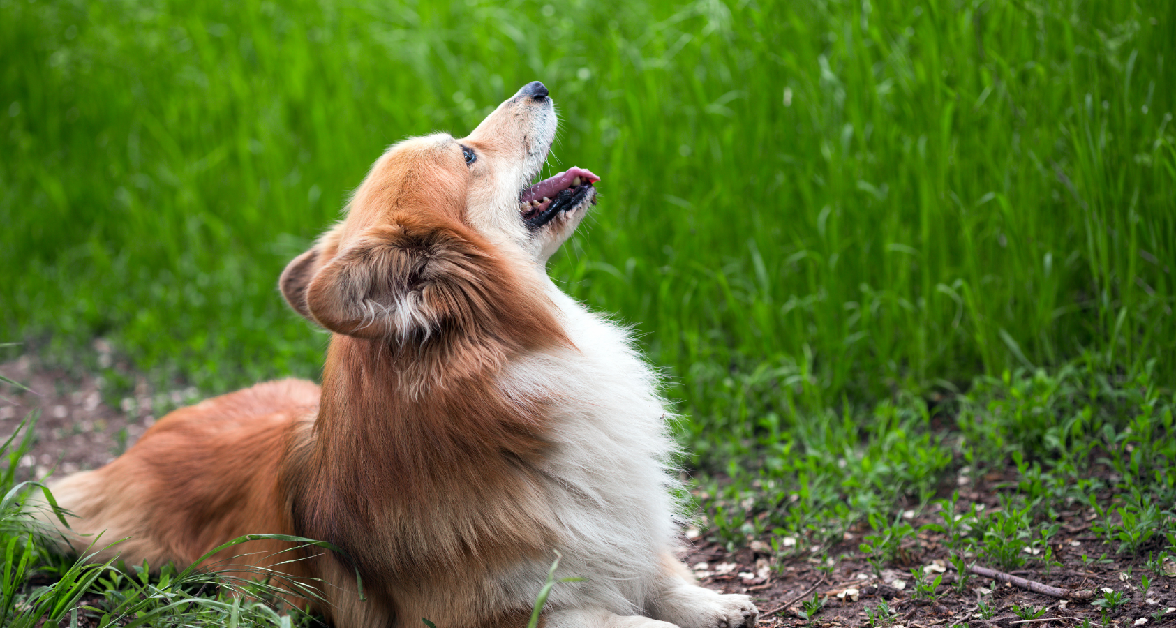 How To Groom Your Fluffy Corgi At Home? - 6 Things You Should Know