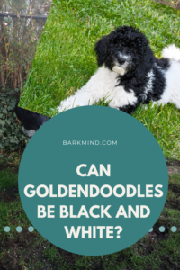 Can Goldendoodles Be Black and White? - Top 13 Facts About This Breed