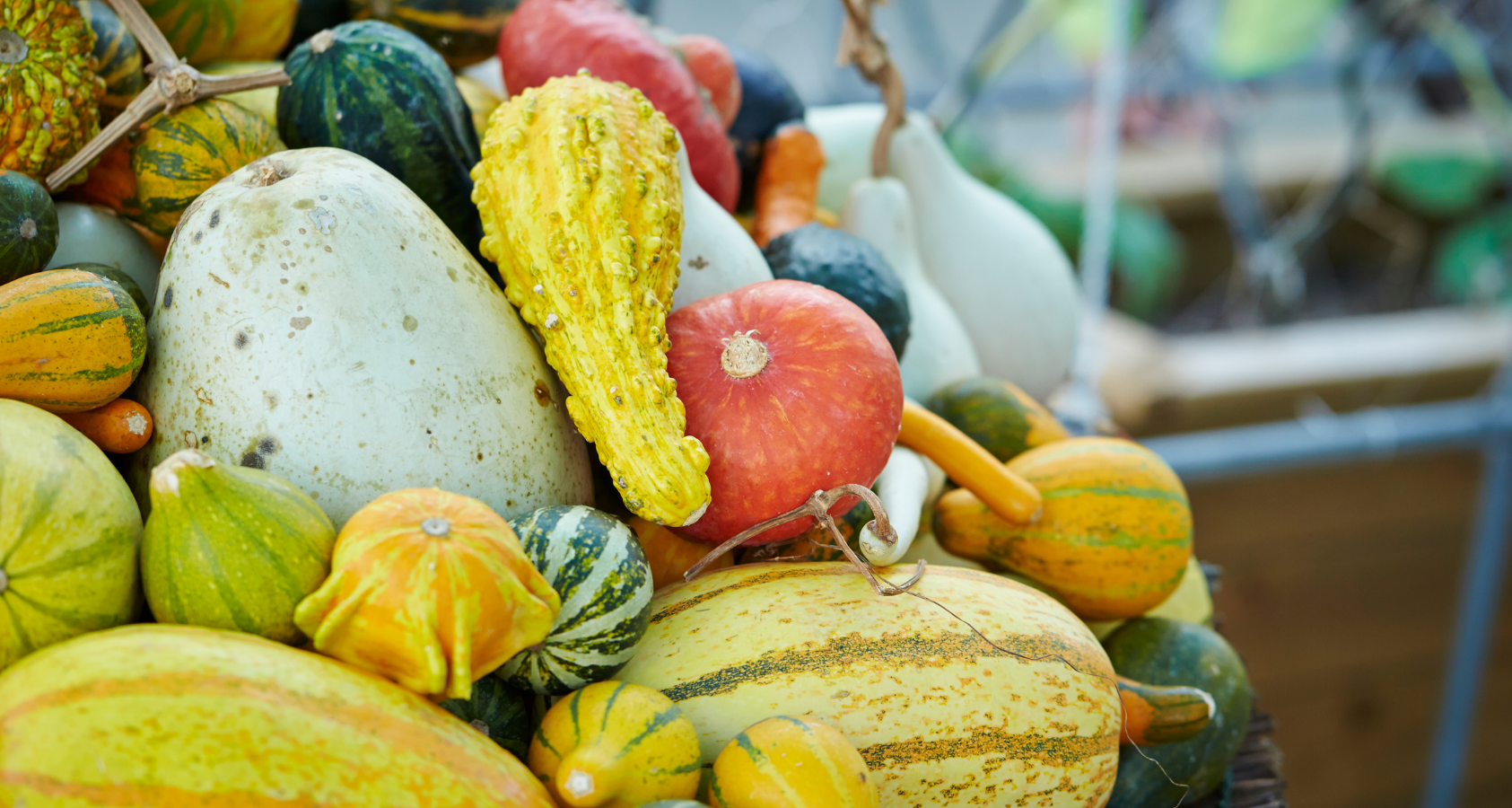 Can Dogs Eat Gourds? The Ultimate Full List Of Gourds