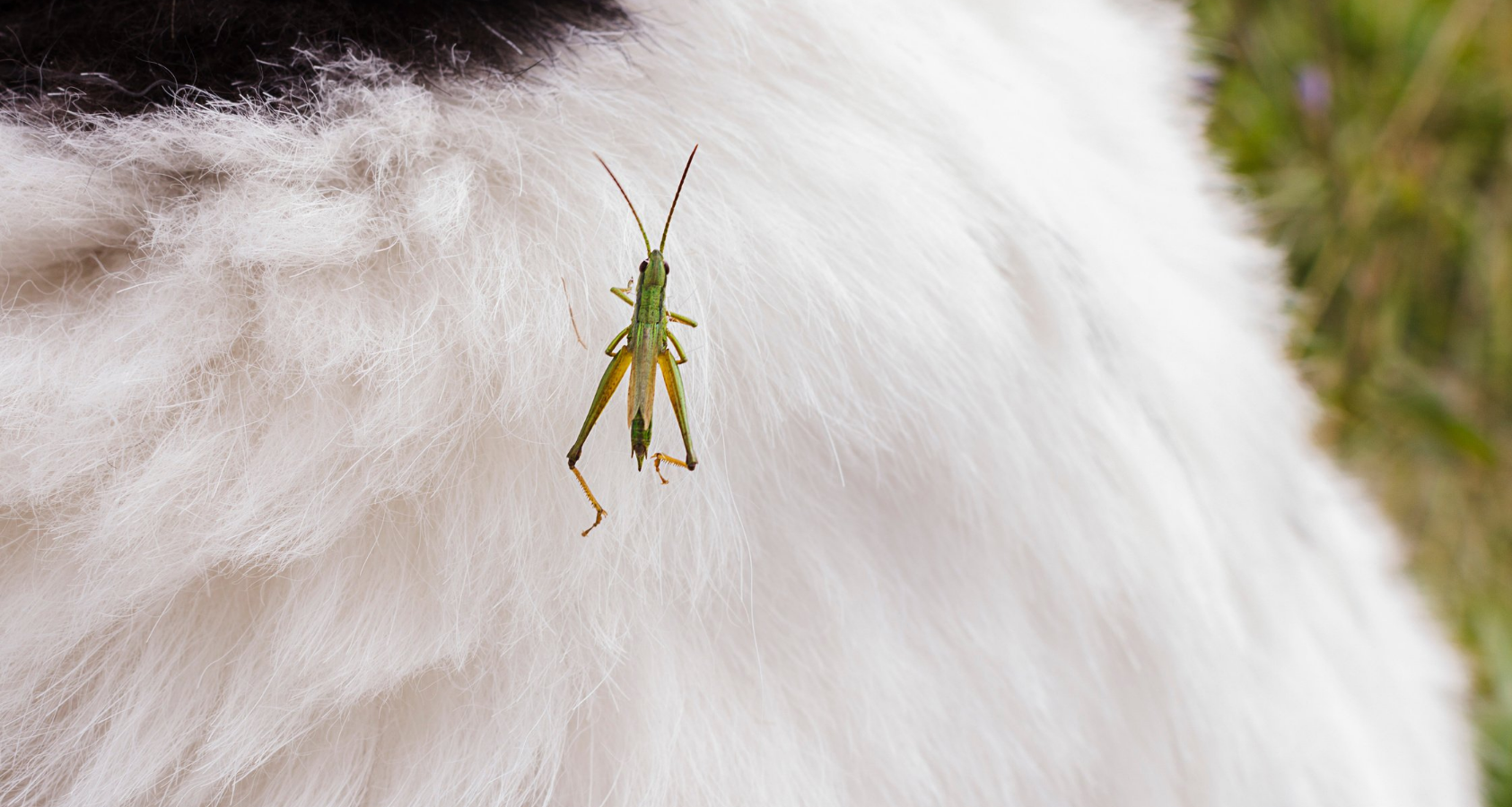 Can Dogs Eat Grasshoppers? Are They Safe? 