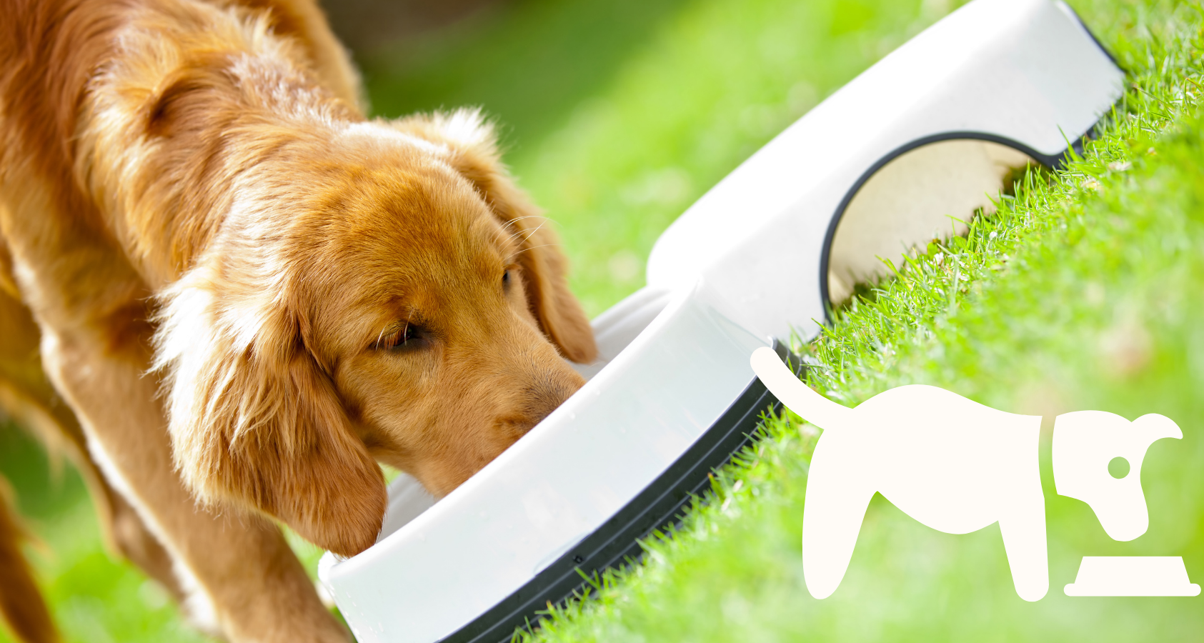 How Long Can a Dog Go Without Eating?