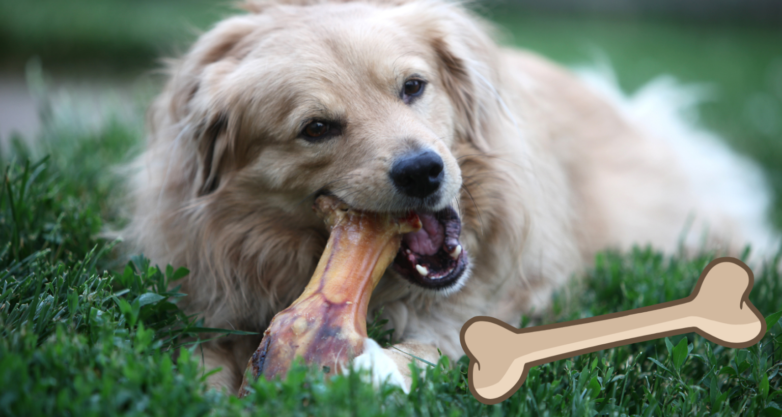 How Many Bones Does a Dog Have? Barkmind