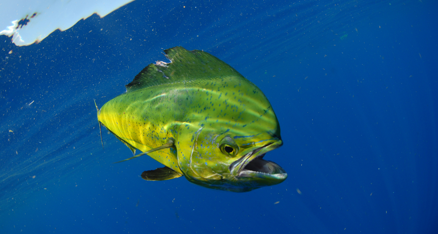 Can Dogs Eat Mahi Mahi? The answer may surprise you!