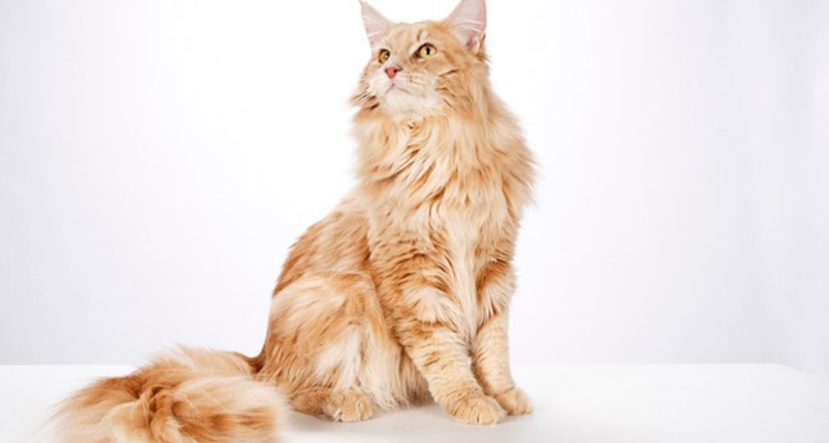 9 Fluffy Orange Cat Breeds You’ll Fall in Love With!