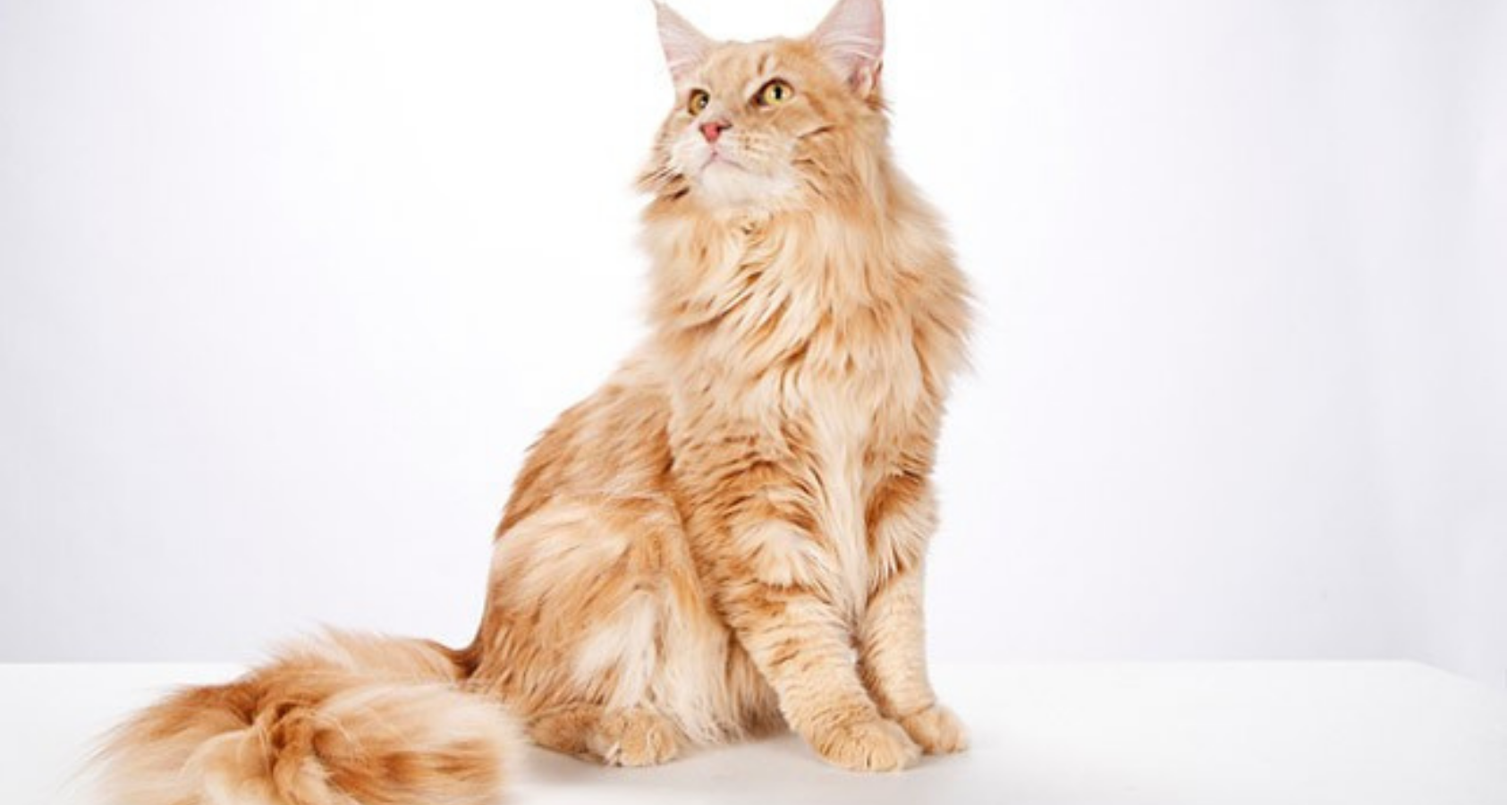 9 Fluffy Orange Cat Breeds (Pictures) You’ll Fall in Love!