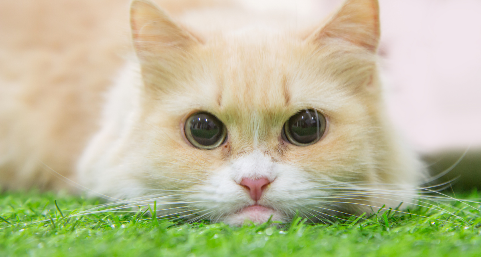 9 Fluffy Orange Cat Breeds (Pictures) You’ll Fall in Love!