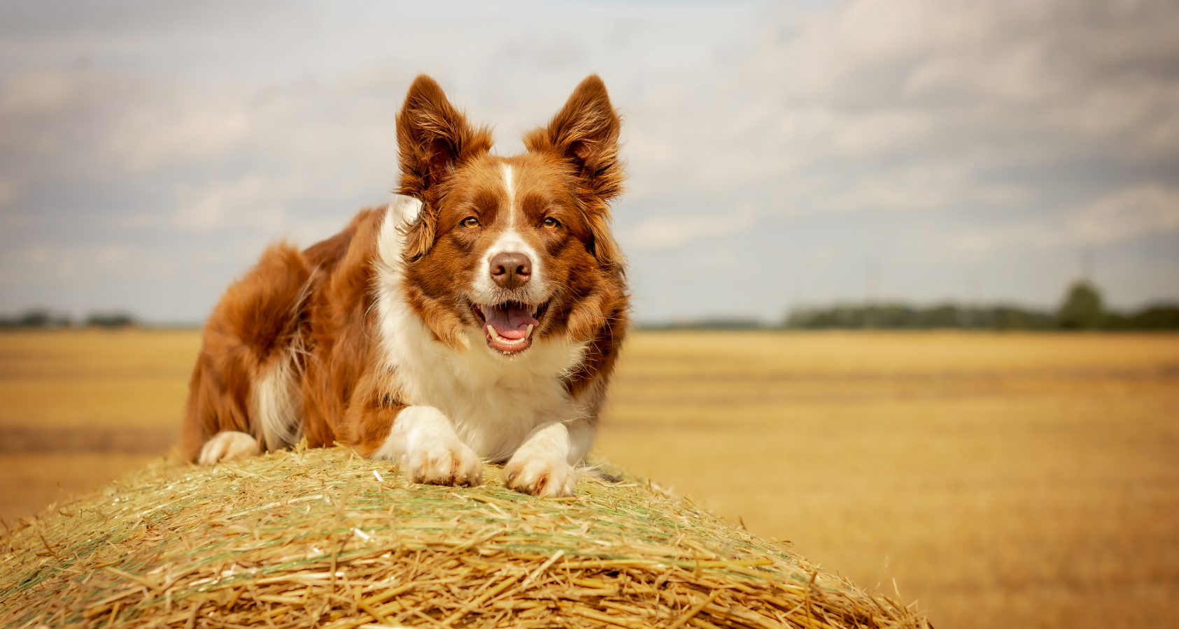 does straw keep dogs warm