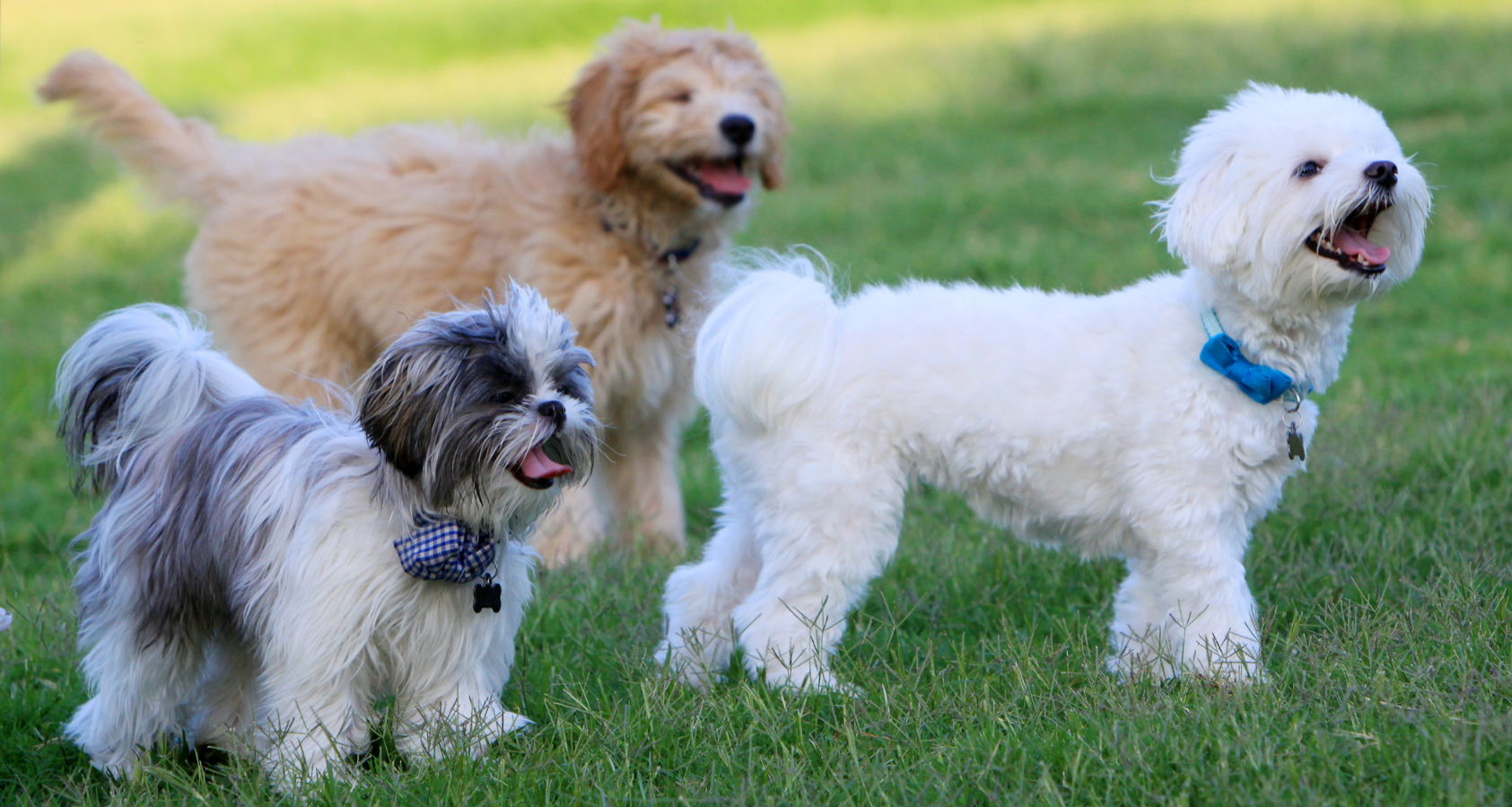 Can Dogs Eat Cereal? This You Need To Know!