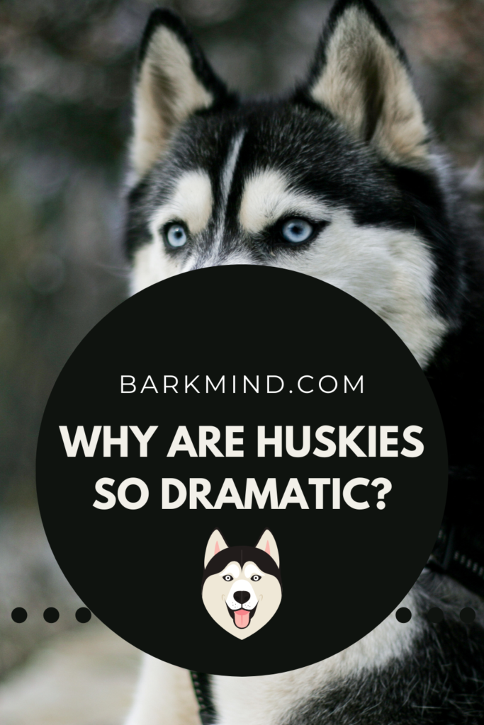The Daily Life of a Husky: Why Are They So Dramatic?