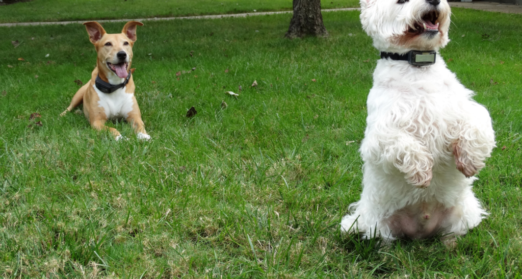 Can Dogs Have Abs? Dogs With Abs Barkmind