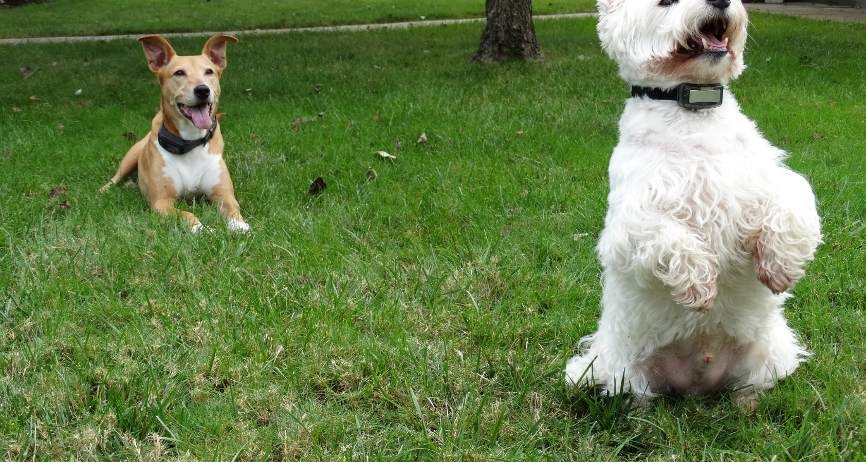 Old Dog Suddenly playful and Interactive? REVEALED! 