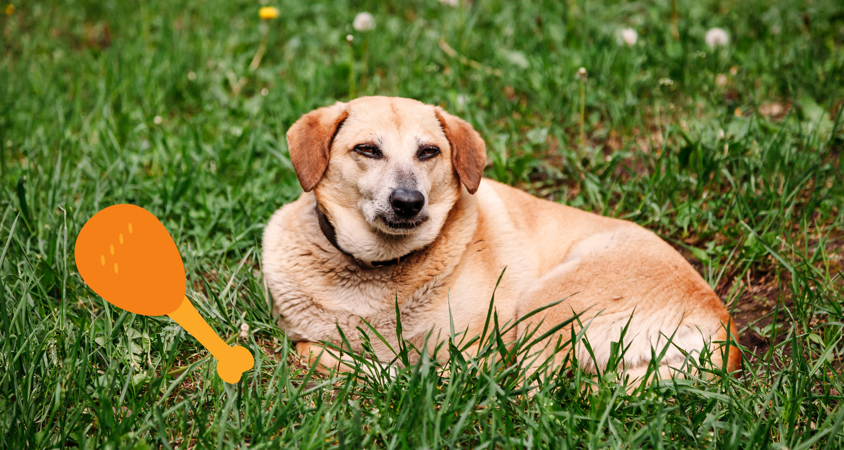 Can Dogs Have Orange Chicken? Risks, Benefits, FAQ 