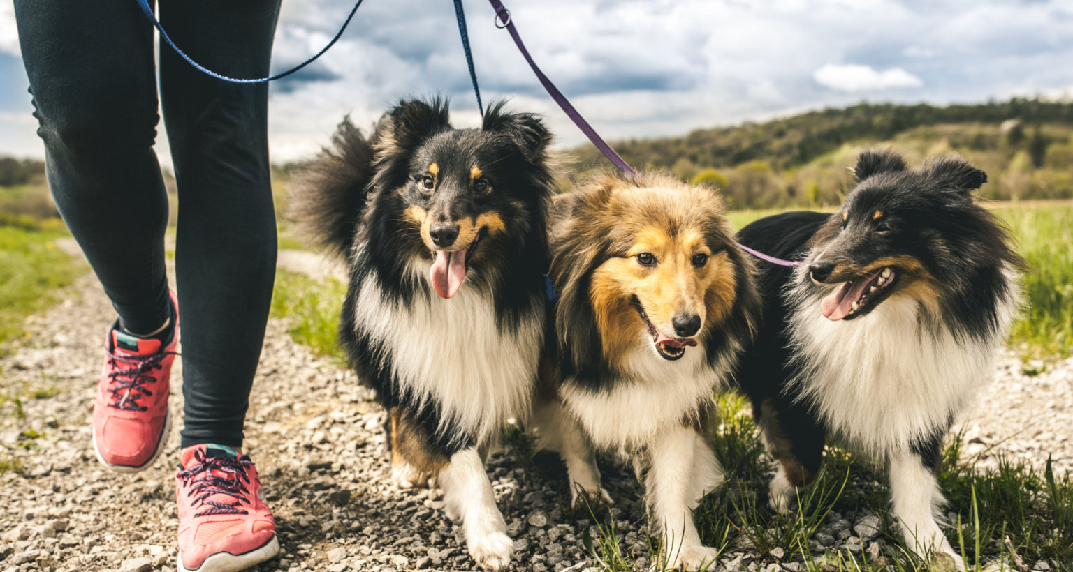 Dog Carrying Puppies in Rib cage? What Can I Do? Barkmind