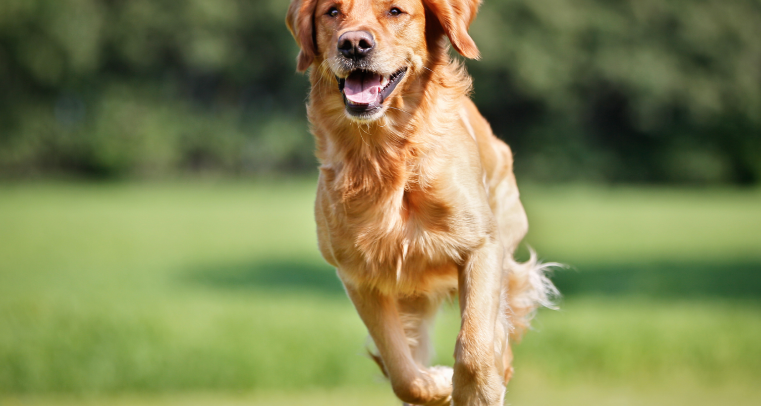 Can Dogs Get Hiccups Answered Barkmind can-dogs-get-hiccups-answered-barkmind